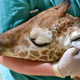 Photo: Maryland Zoo